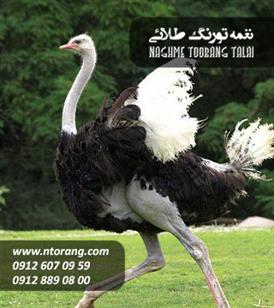 فروش جوجه شترمرغ 15 روزه